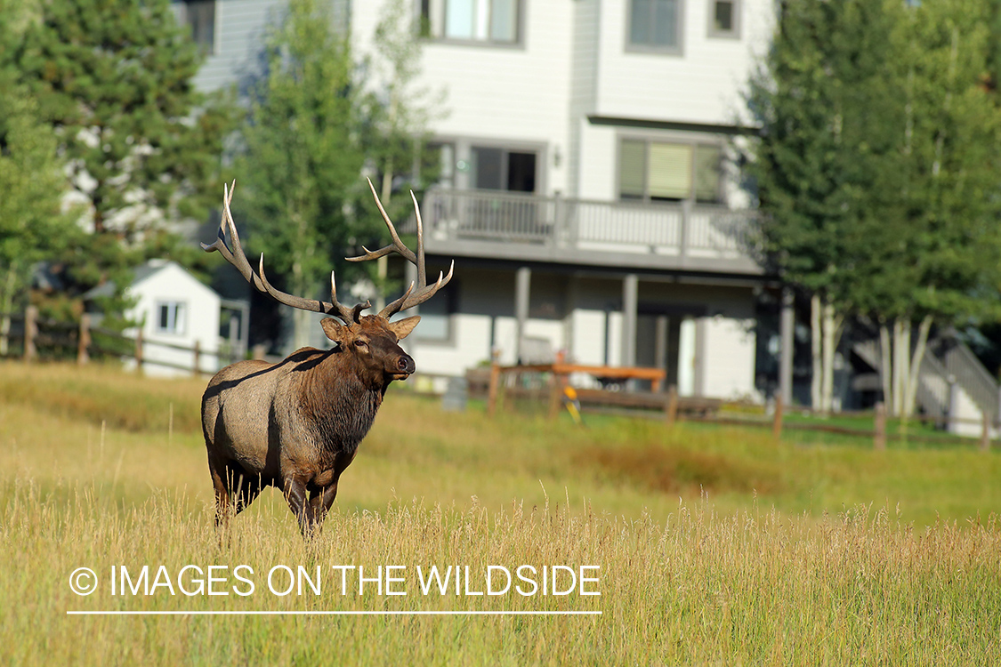 Rocky Mountain Bull Elk near urban area.