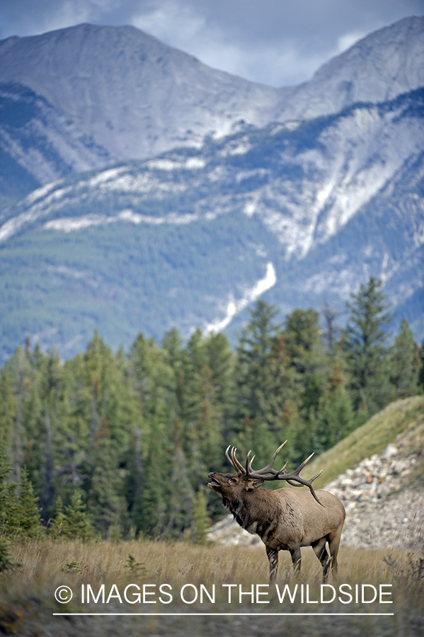 Bull elk bugling.