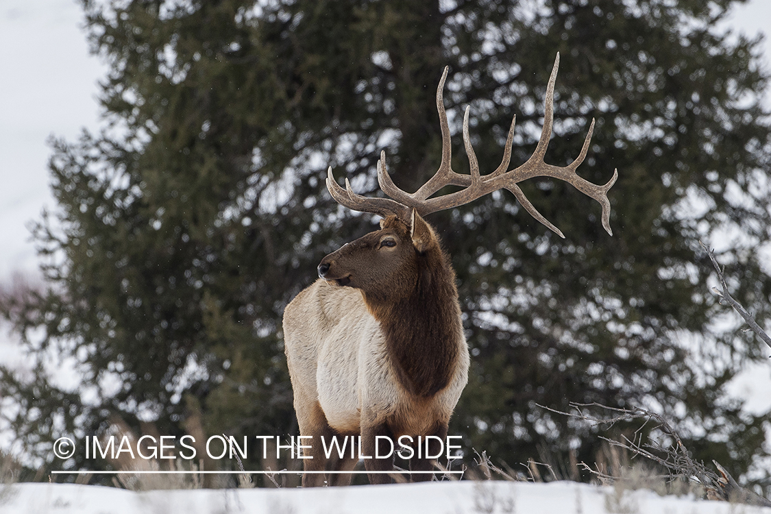 Bull Elk in snow covered field.