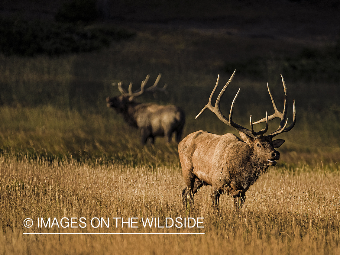 Bull elk in field.