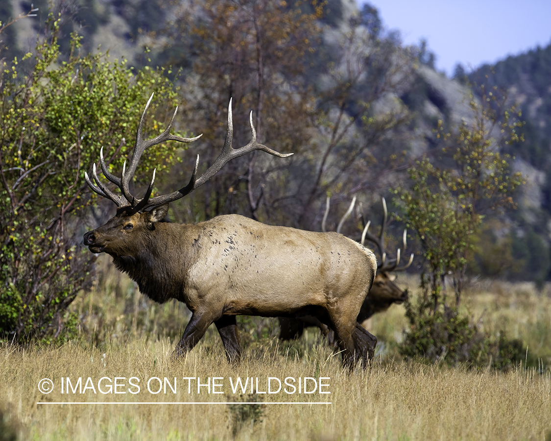 Bull elk in habitat.