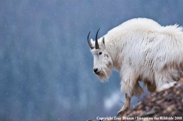 Billy Mountain Goat