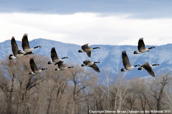 Canadian geese in flight.