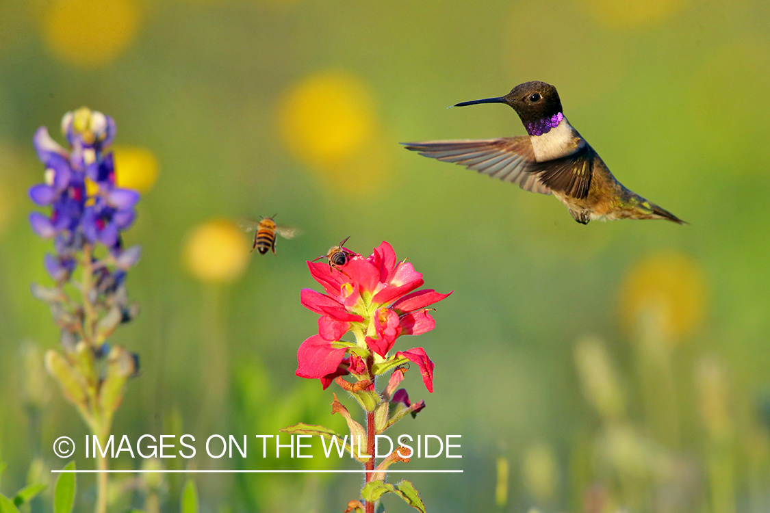 Black-chinned Hummingbird at flowers.