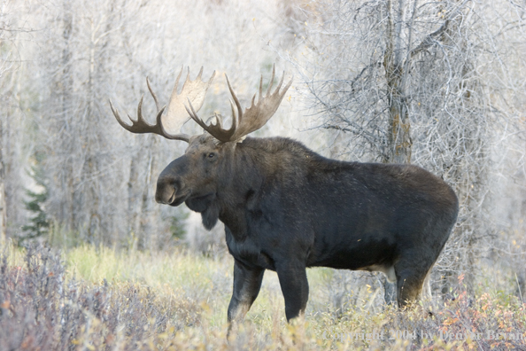 Shiras bull moose in Rocky Mountains.