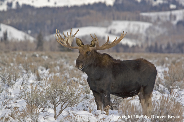 Shiras bull moose in habitat.