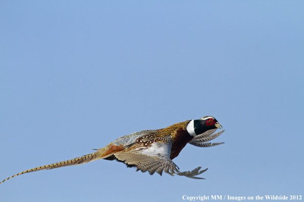 Ring-necked pheasant in flight. 