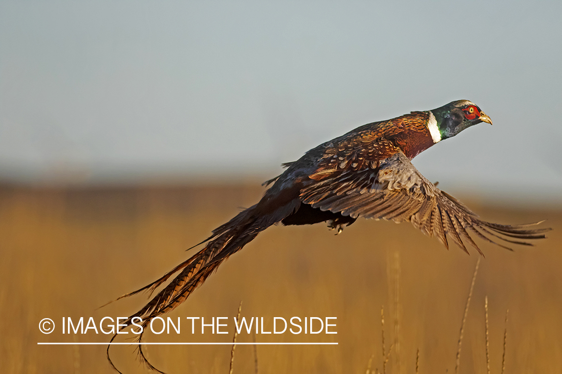 Ring-necked pheasant in flight.