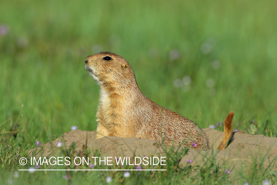 Prairie dog in habitat.