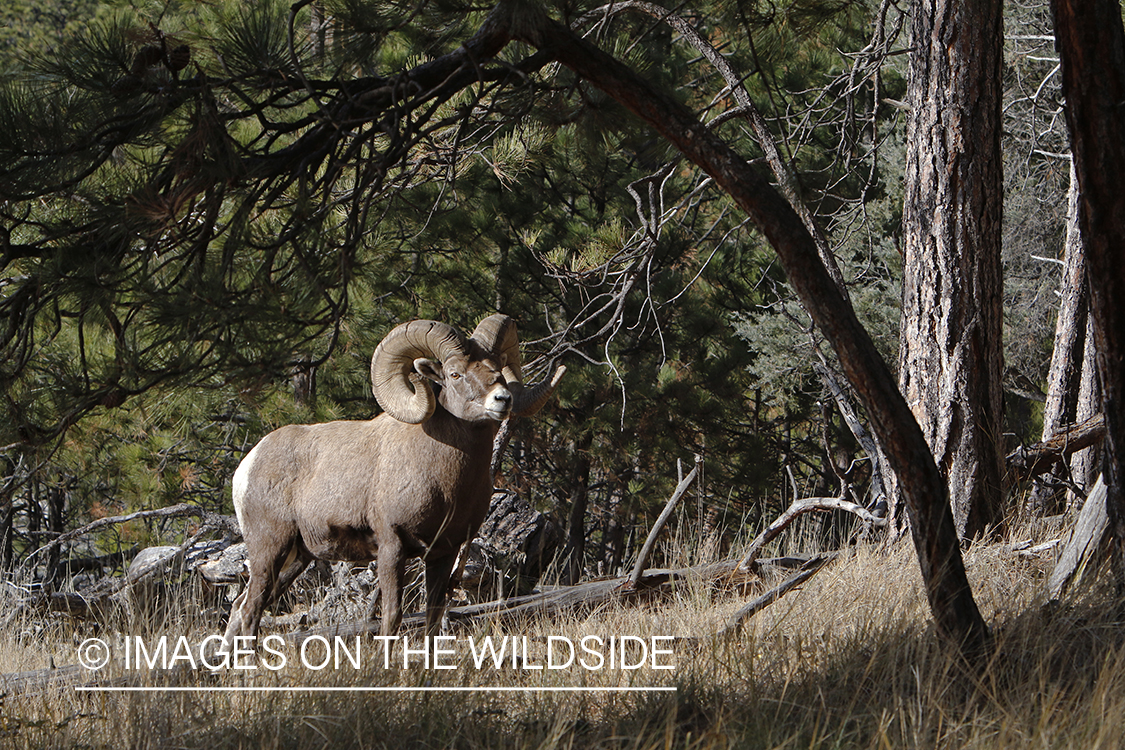 Rocky Mountain bighorn sheep in field.