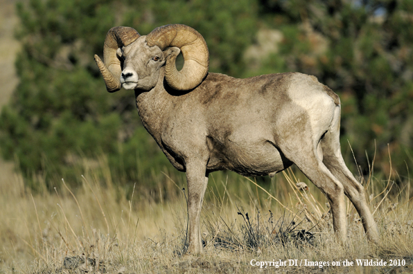 Big horn sheep in habitat.