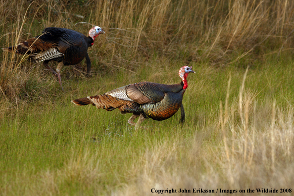 Eastern Wild Turkeys