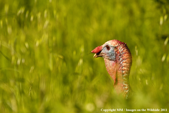 Eastern Wild Turkey in habitat. 