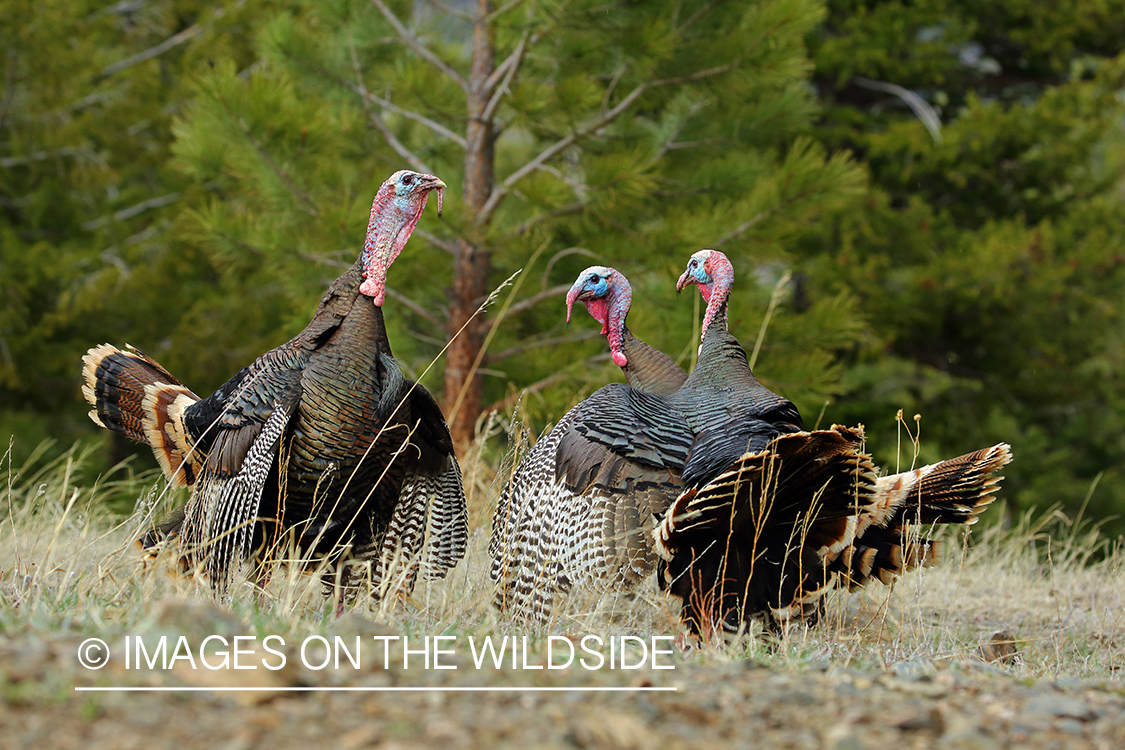 Gobblers in habitat.