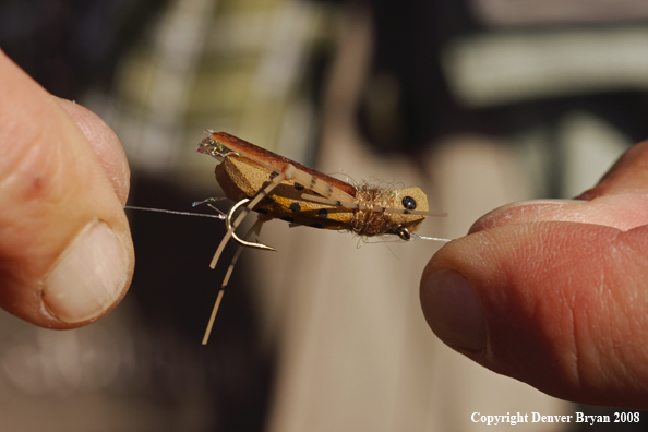 Grasshopper Fly