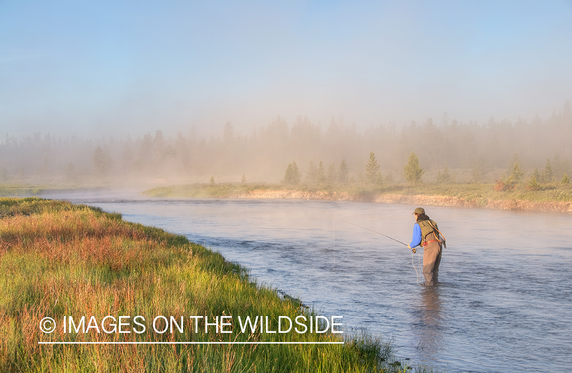 Flyfisherman on Madison River, YNP.