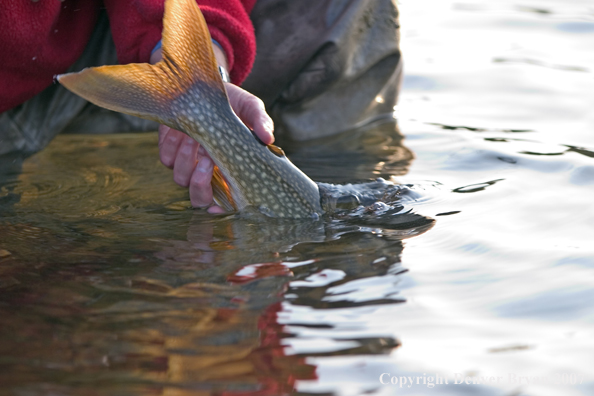 Flyfisherman releasing lake trout (close-up of tail).