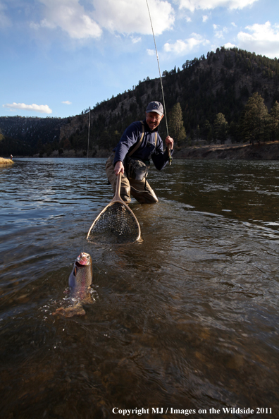 Flyfisherman netting a nice rainbow trout.