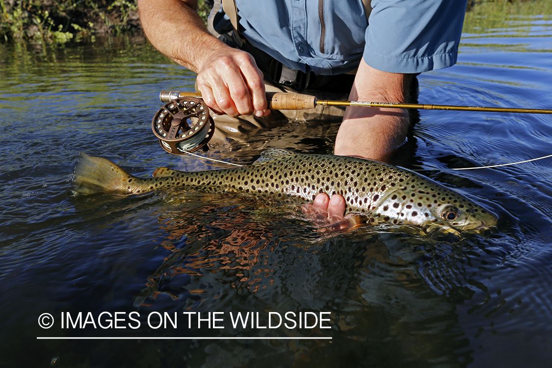 Flyfisherman with brown trout. 