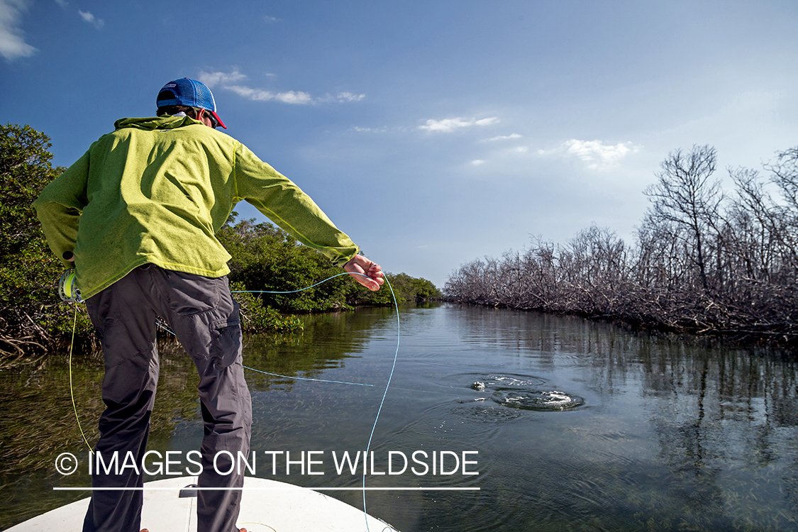 Flyfisherman strip setting hook on tarpon.