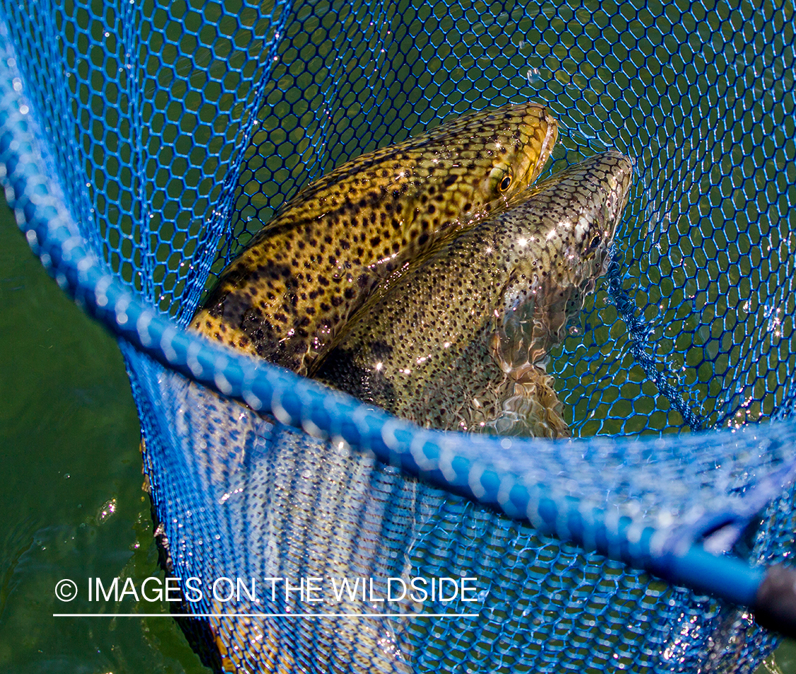 Brown trout and rainbow trout in net.