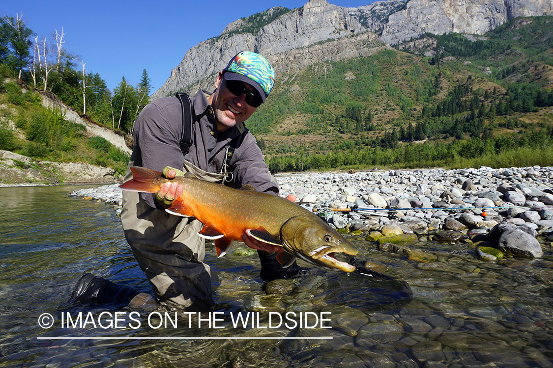 Flyfisherman releasing bull trout.