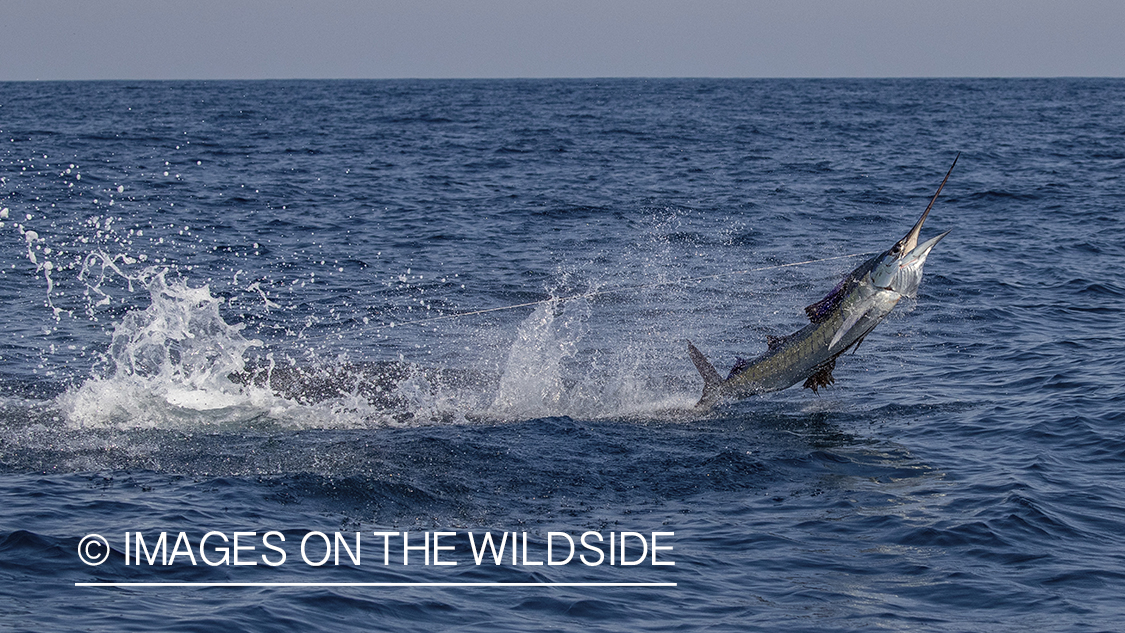 Sailfish jumping.