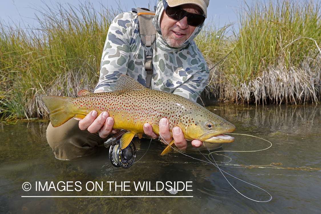 Flyfisherman releasing brown trout.