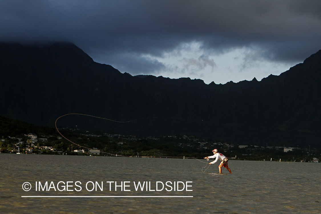 Saltwater flyfisherman fishing on flats, in Hawaii. 