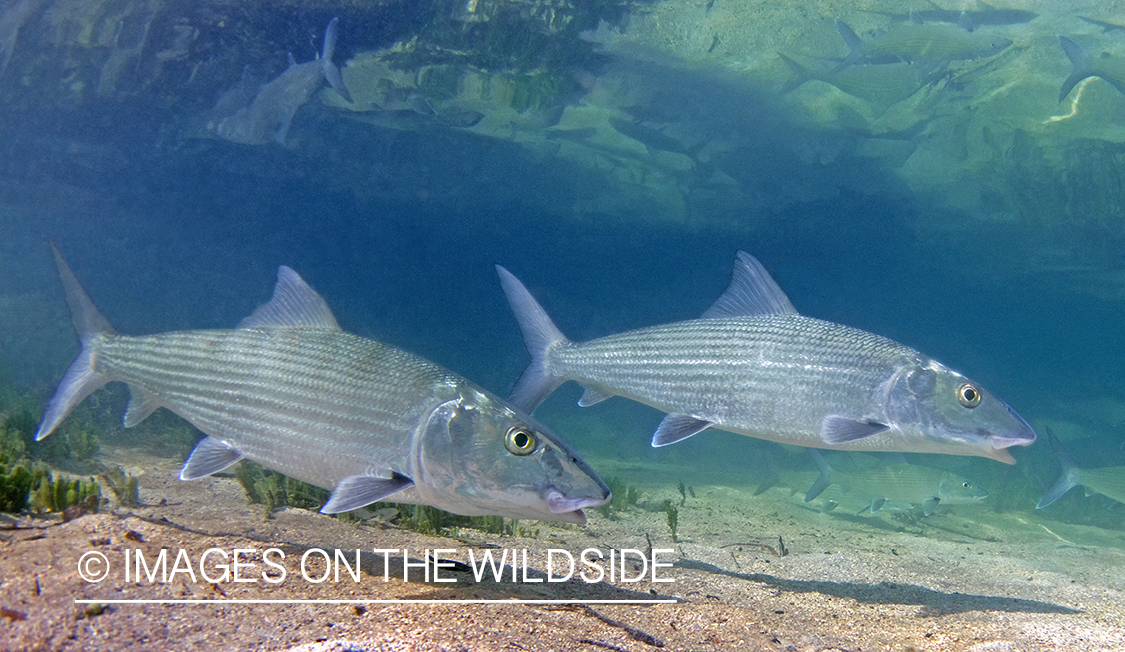 Bonefish in habitat.