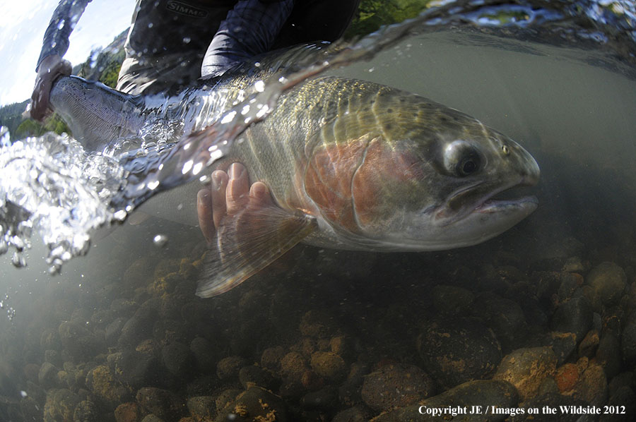 Flyfisher with steelhead catch.