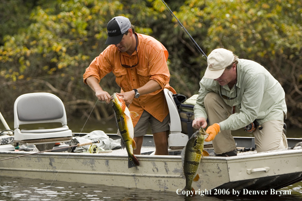 Fishermen releasing Peacock Bass