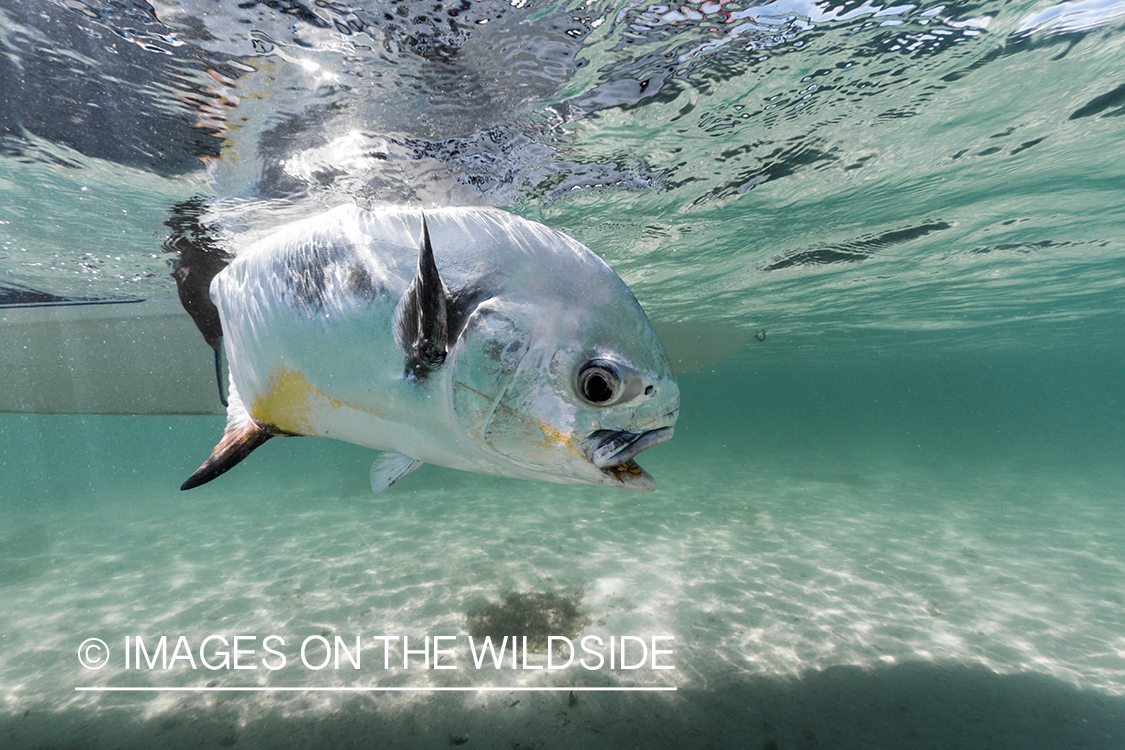 Flyfisherman releasing permit.