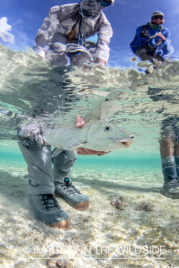 Flyfisherman releasing bonefish.