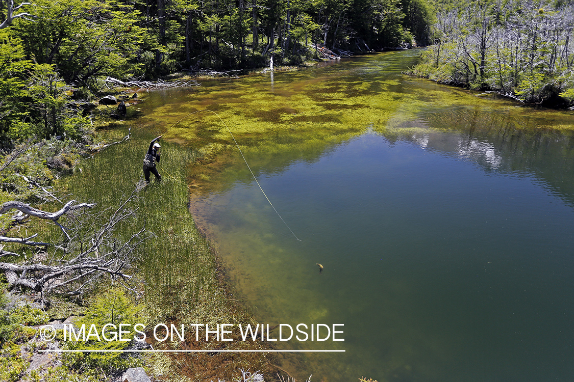 Flyfisherman fighting with brown trout.