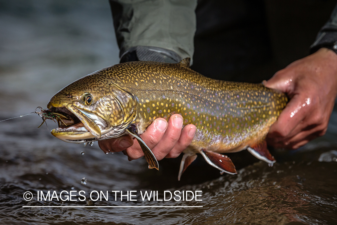 Flyfisherman releasing brook trout.