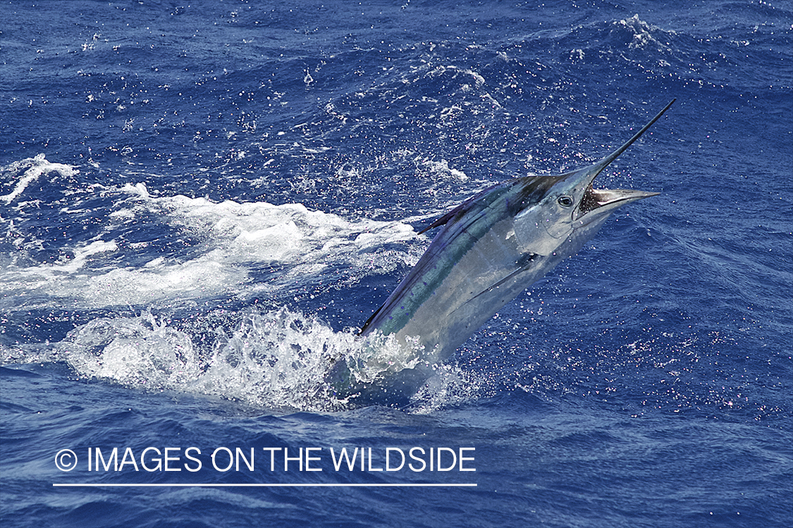 Deep sea fisherman fighting jumping atlantic sailfish.
