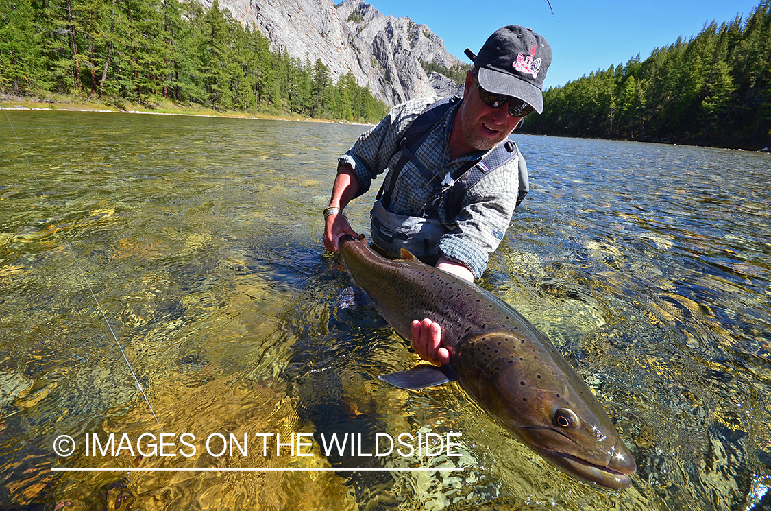 Fly fisherman releasing Taimen.