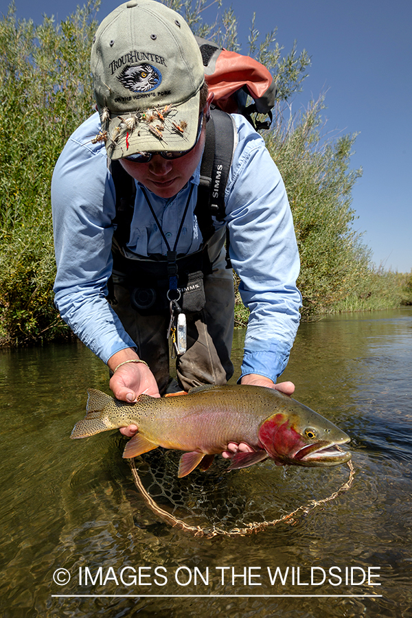 Flyfisherman with cutthroat trout.