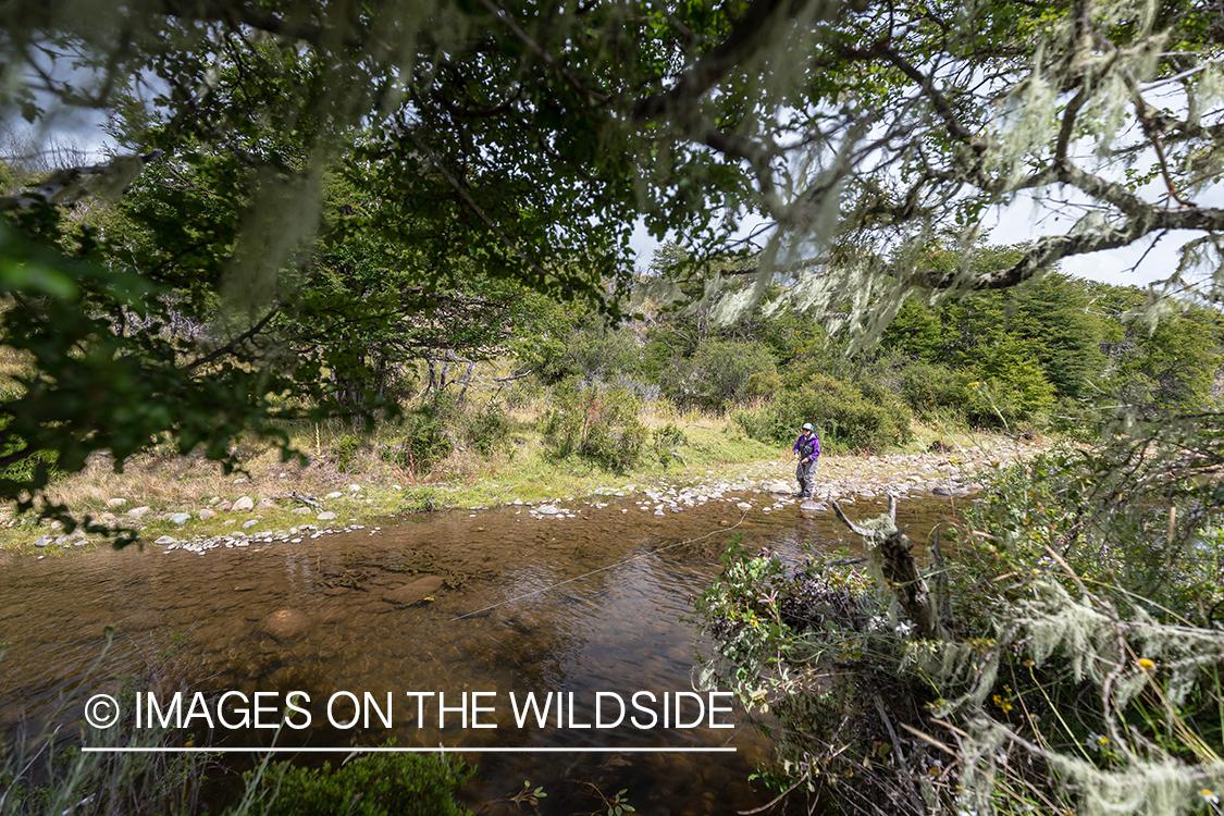 Woman fly fishing guide(Marcela Appelhanz) on stream.