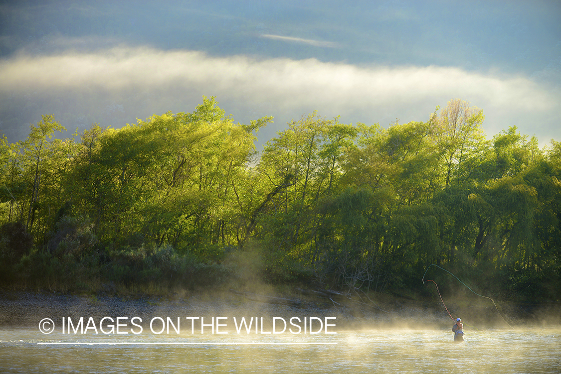 Flyfisherman casting on river in Chile.
