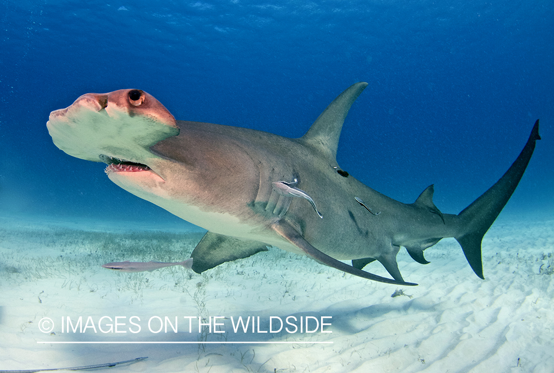 Hammerhead shark in habitat.