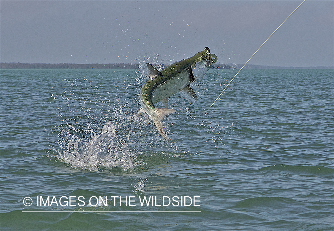 Jumping Tarpon on line. 