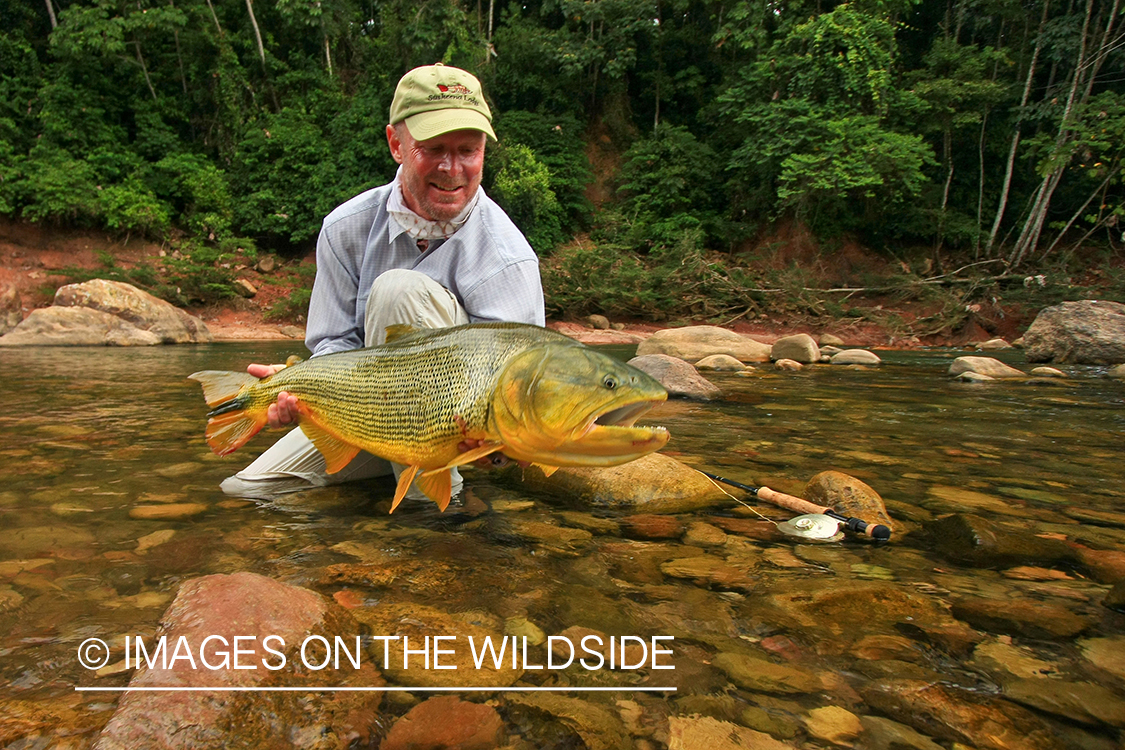 Fly Fisherman with Golden Dorado.