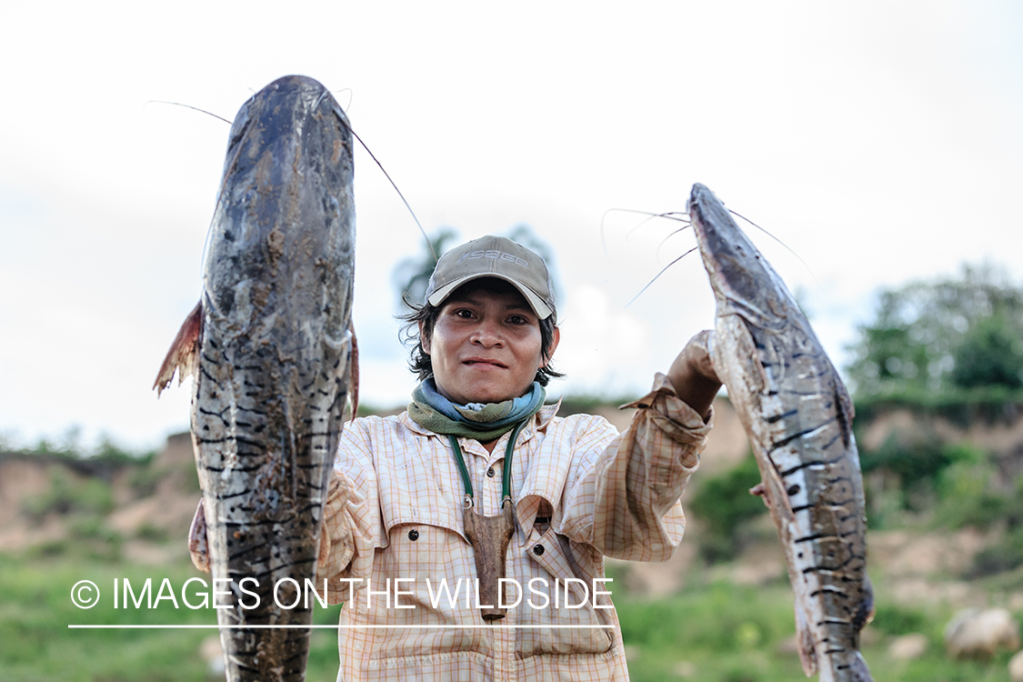 Flyfishing for Golden Dorado in Bolivia. (bow fishing)