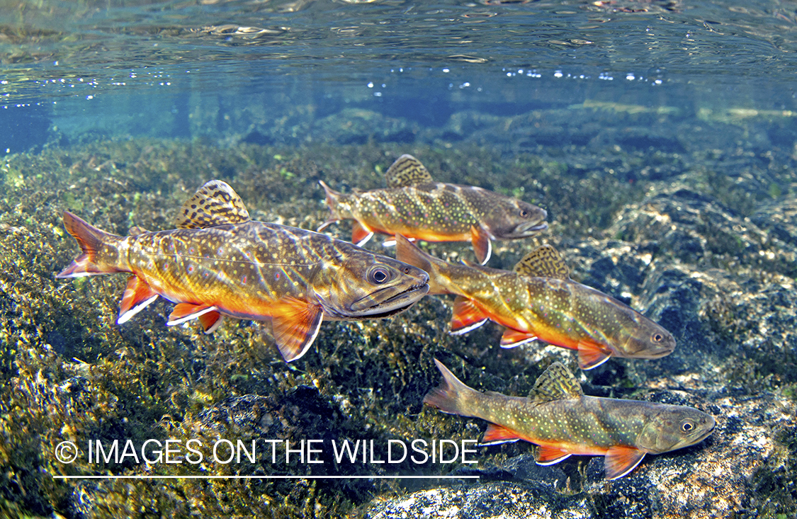 Brook trout in habitat.