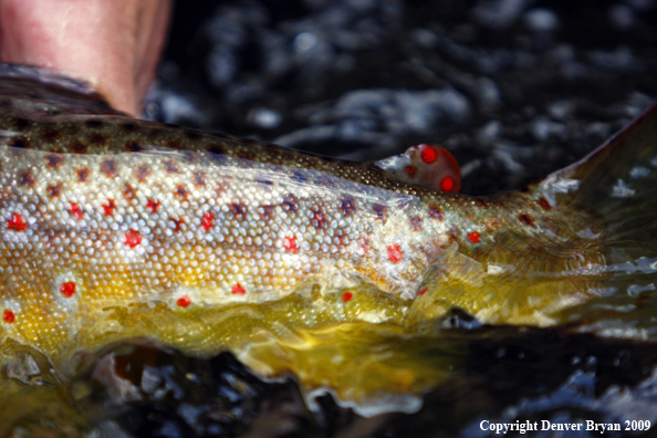 Brown trout underwater