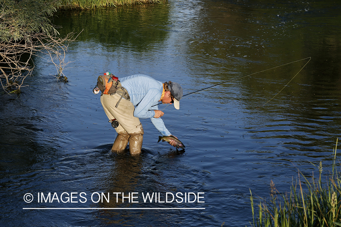 Fisherman releasing rainbow trout.