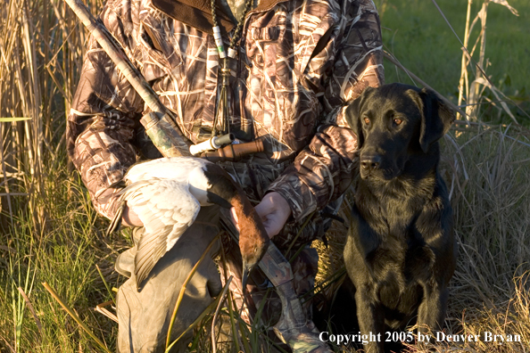 Duck hunter and Labrador Retriever at edge of marsh with bagged canvasback drake.