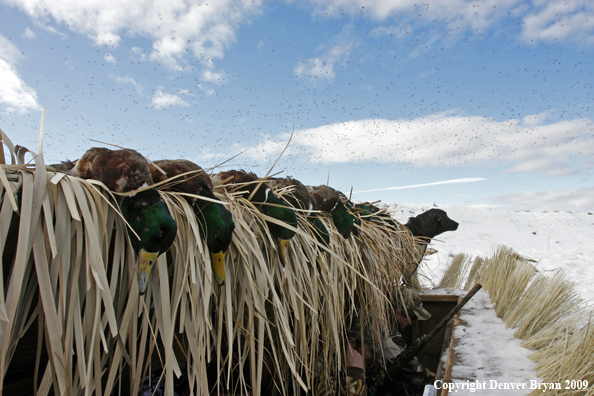 Water fowl hunting.